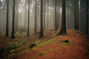 The Rhine Frontier The Teutoburg Forest | The Rhine Frontier
